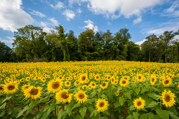 Sunflower field in Jarrettsville, Maryland