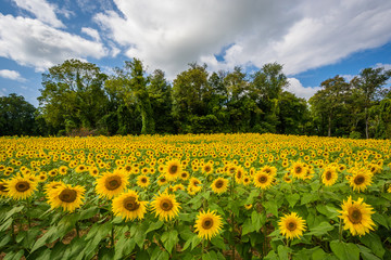 Sunflower field in Jarrettsville, Maryland