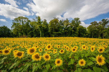Sunflower field in Jarrettsville, Maryland