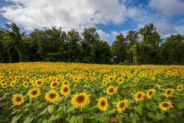 Fototapeta premium Sunflower field in Jarrettsville, Maryland