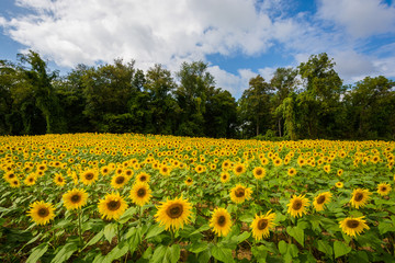 Sunflower field in Jarrettsville, Maryland