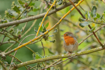 Cute little robin bird on brunch in park