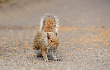 Sitting Red squirrel