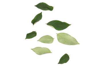 Leaves with white backdrop.