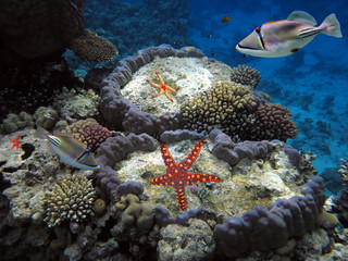 Naklejka na ściany i meble Giant Red Starfish on Bottom of Reef