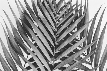 Palm leaves background. Back and white photography.