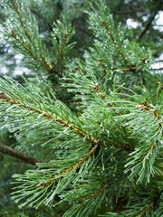 Młode gałązki Sosna (Pinus L.) pokryte kroplami deszczu © JDziedzic