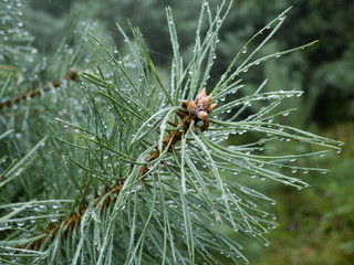 Młode gałązki Sosna (Pinus L.) pokryte kroplami deszczu