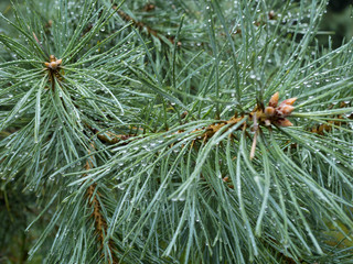 Naklejka na ściany i meble Młode gałązki Sosna (Pinus L.) pokryte kroplami deszczu