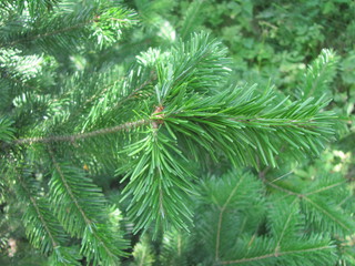 Green branch of fir closeup