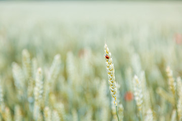 Beautiful summer background and texture, ladybug sits on a wheat spike in a field