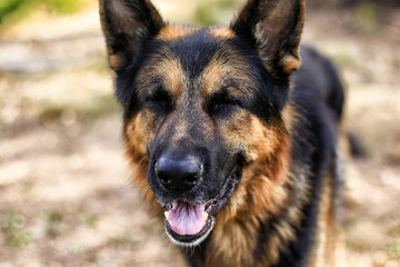 Muzzle of a Dog German Shepherd
