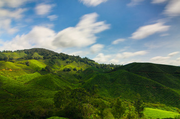 Long exposure of tea plantation Cameron Highland, Malaysia landscape