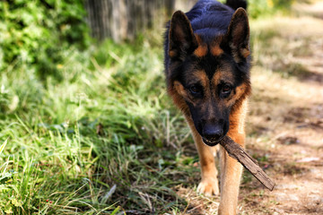German shepherd dog with a stick in his teeth