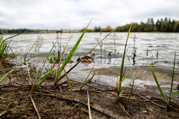 Grass near the calm lake