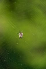 Gray spider on a blurred selenium background in a web