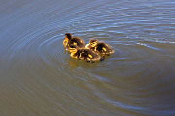 Little ducklings swim on the surface of the lake