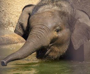 A small elephant is bathed in water