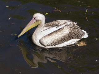 Pelican on the lake is fishing in a bag
