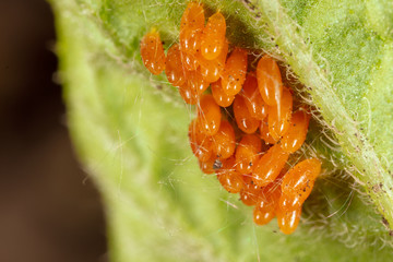 Eggs of the Colorado beetle on the leaves of potatoes