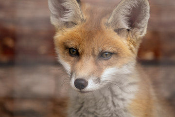 Fox on the fence in the zoo