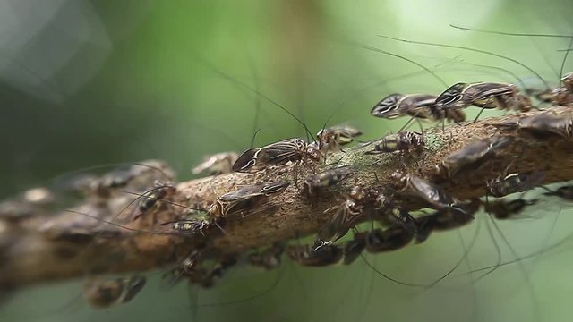 A group or colony of barkfly (Psocoptera) feasting on bark