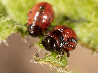 Red colorado beetle on the leaves of potatoes