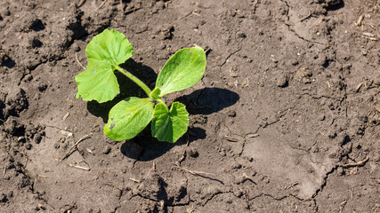 A green sprout of pumpkin in the ground in nature