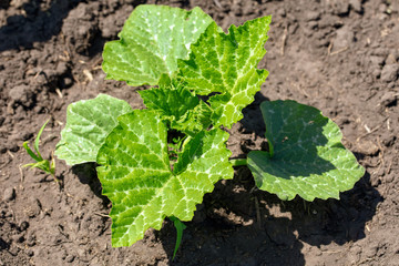 A green sprout of pumpkin in the ground in nature