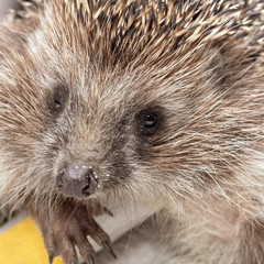 Portrait of a hedgehog in the hands