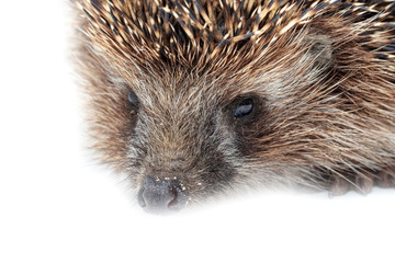 Portrait of a hedgehog on a white background