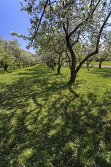Fototapeta premium Moscow, Russia. The shadow of a flowering tree in Kolomenskoye Park. Alley apple, green grass and blue sky
