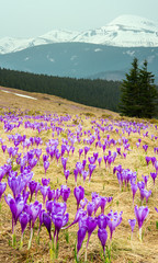 Purple Crocus flowers on spring mountain