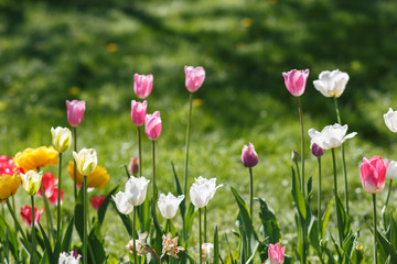 Moscow, Russia. Colorful blooming tulips on a flower bed in Kolomenskoye park. Spring sunny day