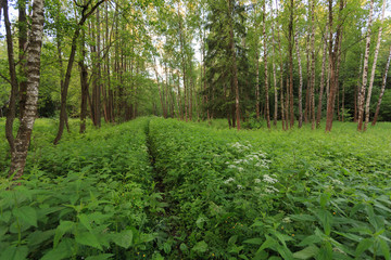 Fototapeta premium Moscow, Russia. National Park 