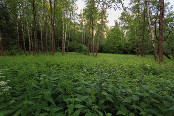 Moscow, Russia. National Park 
