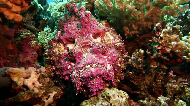 Red Sea Diving, Stone Fish at Coral Reef, Hurghada Safaga Sharm El Sheik Egypt