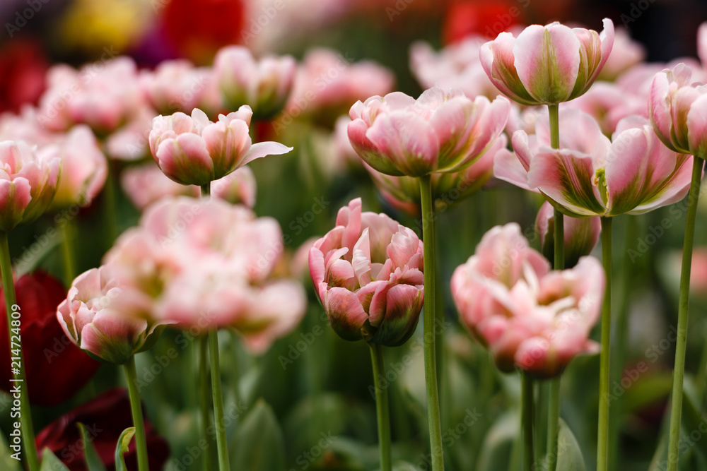 Wall mural Moscow, Russia. Bulbous spring flowers exhibition in Botanical garden. A lot of pink double tulips