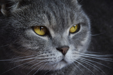 British Cat Portrait