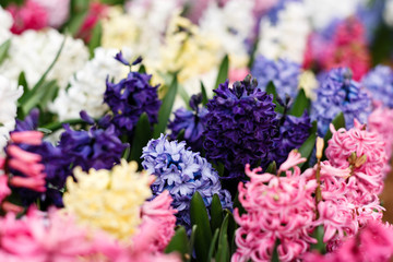 Obraz na płótnie Canvas Moscow, Russia. Hyacinth in Botanical garden. Spring flowers on exhibition in the Botanic Gardens of Moscow State University 