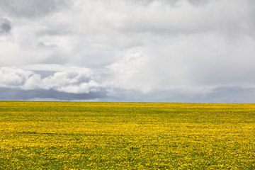Field full of yellow flowers against the blue sky and clouds