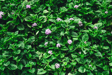 Nature background flat lay of green leaves with vintage filter