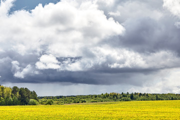 Field full of yellow flowers against the blue sky and clouds