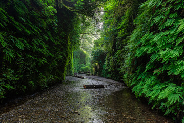 Fern Canyon in Prairie Creek Redwoods State Park, California, USA