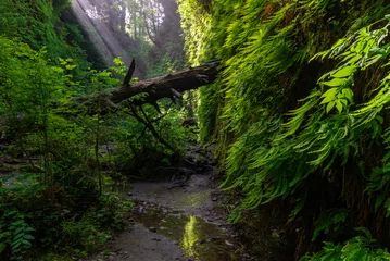 Rideaux occultants Canyon Fern Canyon in Prairie Creek Redwoods State Park, California, USA