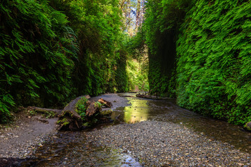 Fern Canyon in Prairie Creek Redwoods State Park, Californië, VS