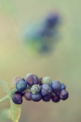 blue wild fruit