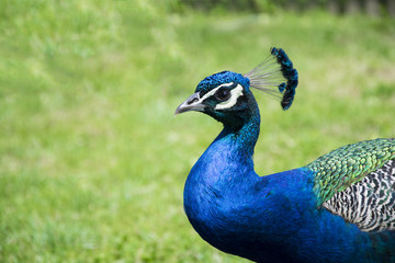 Peacock Closeup 