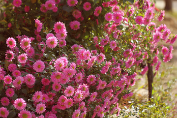 Obraz premium pink daisy in the morning