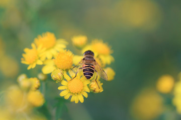 bee on daisy
